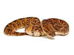 Puff Adder (Bitis arietans) - ReptileTalk NET