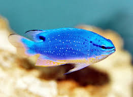 Fiji Blue Devil Damselfish South Sea Demoiselle