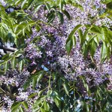 Image result for Meliaceae