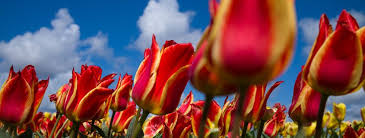 See more of tigard flowers on facebook. Destinations Archives Nomadwomen