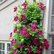 Maybe you would like to learn more about one of these? Clematis Rouge Cardinal