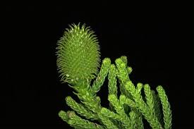 Image result for Araucaria cunninghamii