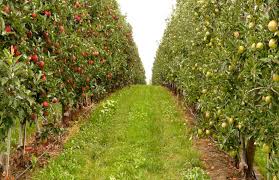 Check spelling or type a new query. Cross Pollination What Is It Plants That Need It And When To Avoid It