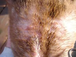 Photos Of Mange Dogs Cured With Ted S Remedies Dog Mange Dogs Dog Skin