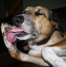 Pin On Dog Training Tips Tricks And Guides