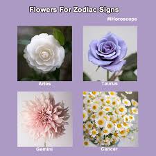 This is due to their natural love for the home and the family. Which Flower Suits You Best Ihoroscope Daily Horoscope Facebook