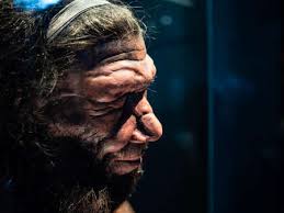 7,796 Neanderthal Stock Photos and Images - 123RF