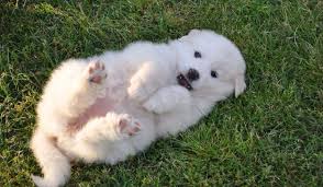 Find great pyrenees for sale on oodle classifieds. Our New Great Pyrenees Puppy Sugar Bear Total Cuddle Bug Great Pyrenees Puppy Pyrenees Puppies Great Pyrenees Dog