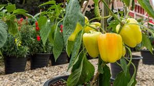 Das ganze jahr über können sie leckeres gemüse anpflanzen. Paprika Pflanzen Pflege Auf Dem Balkon Und Im Garten Tipps Und Tricks
