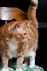 A Cat Weight Chart You Can Use At Home Cat Weight Chart