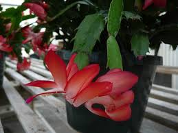 I cover several other common questions like, 'what's the. Mandevilla A Flowering Sub Shrub Vine Real Estate Chronicleonline Com