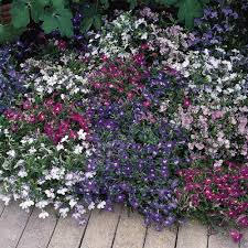 Image result for Lobelia lobata