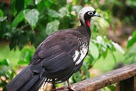 Bird With White Ring Around Neck Black Fronted Piping Guan Wikipedia The Free Encyclopedia Bird Species Animals Beautiful Animals