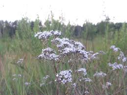 Image result for Gnidia fastigiata