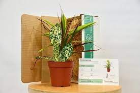 23 Little Known Subscription Services That Will Change Your Life Plant Box Plants House Plants