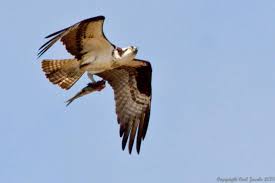 Birds Of Prey Cape Cod Ma Osprey On Cape Cod Cape Cod Wellfleet Local Color
