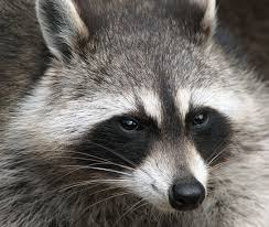 Aggressive cat won't share with raccoon. How Do You Get Rid Of Raccoons Tips And Tales On Raccoons And Cats Dengarden
