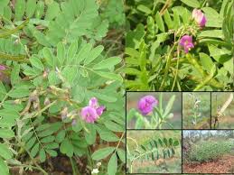 Image result for Tephrosia