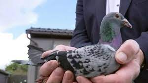 Descoperă care sunt cele mai scumpe băuturi alcoolice din lume și cât costă acestea. PreÅ£ Record Cu Cat A Fost Vandut Armando Cel Mai Scump Porumbel CÄƒlÄƒtor Din Lume