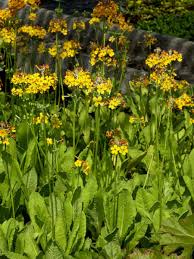 How to use primal in a sentence. Primula Bulleyana Kaufen