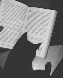Dj kucing garong title : 18 Ide Garong Di 2021 Gambar Kucing Lucu Foto Kucing Lucu Gambar Hewan Lucu