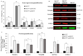 Treatment is not working correctly. Cancers Free Full Text Mir526b And Mir655 Promote Tumour Associated Angiogenesis And Lymphangiogenesis In Breast Cancer Html