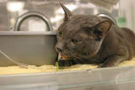 For some people with occupational asbestos exposure and other risk factors, annual ct scans may be a. How To Recognize Fluid In A Cat S Lungs