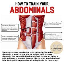 The Rectus Abdominis Functions To Flex The Spine Like A Crunch And Assists In Rotation Of The Trunk Li Abdominal Muscles Workout Routine Gym Workouts Women