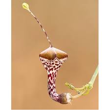 Image result for Ceropegia haygarthii