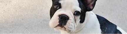 Pet visits through our comforting paws program. Eastland Veterinary Hospital