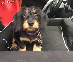 Tzarina 2 Months Weiner Dog Weenie Dogs Dachshund Love