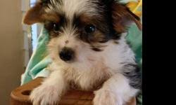 We did not find results for: Akc Parti Yorkie Puppies For Sale In Shelbyville Indiana Classified Showmethead Com