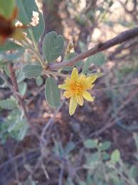 Image result for Grewia flava