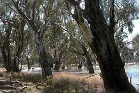 Image result for Eucalyptus camaldulensis