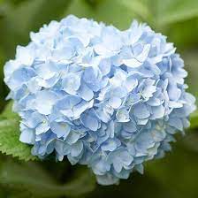 17 Vibrant Perennial Flowers That Bloom All Summer Hydrangea Not Blooming Reblooming Flowers Summer Hydrangeas