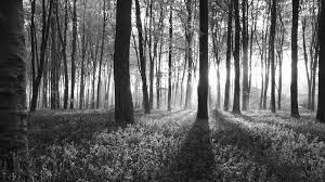 Black and white forest wallpaper. Cropped Nature Landscape Black And White Dawn In Forest Wallpaper F G Forstservice