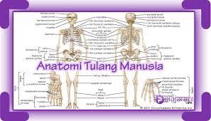 Rangka manusia berjumlah kurang lebih 300 tulang, dan jumlah sebanyak itu sudah kita miliki semenjak kita masih bayi. Bagian Bagian Tulang Manusia Dan Fungsinya Lengkap Dengan Gambar Dan Penjelasannya Ilmu Pengetahuan Alam Ipa
