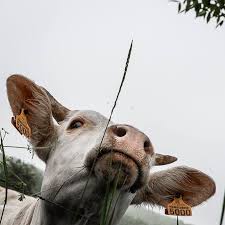 La ferme des animaux est un film réalisé par john stephenson avec alan stanford. La Ferme De Lignieres Videos Facebook