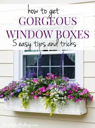 5 Tips For Gorgeous Window Boxes Gorgeous Window Boxes Window Box Plants Window Box Flowers
