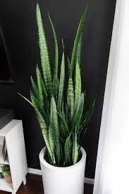 Learn how to propagate this plant with several different methods that a simple guide for snake plant propagation. How To Take Care Of A Snake Plant Snake Plant Care Indoors