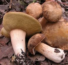 Image result for Boletus atkinsonii