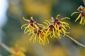 Image result for Hamamelis mollisi