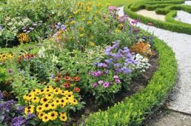 flowers that look good together learn about annual and