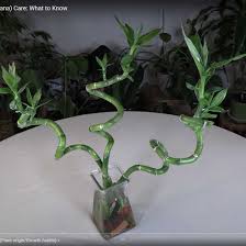 Image result for Dracaena sanderiana
