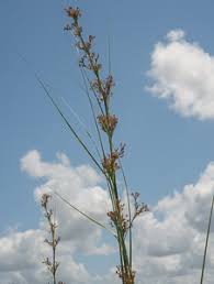 Image result for Cladium mariscus