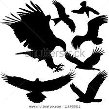 Black And White Silhouette Black And White Eagle Clipart Birds Of Prey Eagle Hawk Falcon Griffon Vulture Etc Vector Silhouettes On White Background Layered F Bird Of Prey Tattoo Birds Of Prey Eagle Silhouette
