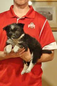 331 graff rd se new philadelphia, oh 44663. This Is Our Puppy Josh We Adopted Him On 12 8 12 From From Heaven To Earth Rescue In New Philadelphia Australian Shepherd Mix Australian Shepherd Puppies