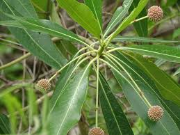 Image result for Breonadia