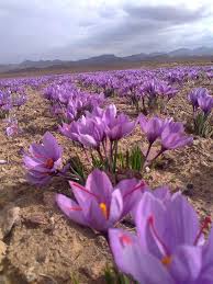 Saffron Flower In Iran Country Neyshabour City Affiliate Iran Flower Saffron City Neyshabour Ad Saffron Flower Saffron Plant Flowers