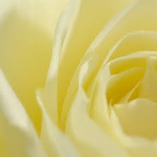 When is the next full moon? Interflora Australia On Twitter Can You Guess What This Pretty Yellow Bloom Is Flowerfun Flowerpuzzle Yellowflowers Flowers